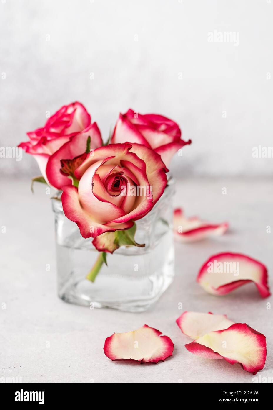 Fleurs encore la vie avec des roses rose pastel dans vase en verre pour la décoration de la maison. Concept floral minimaliste et esthétique minimaliste. Copier l'espace. Banque D'Images