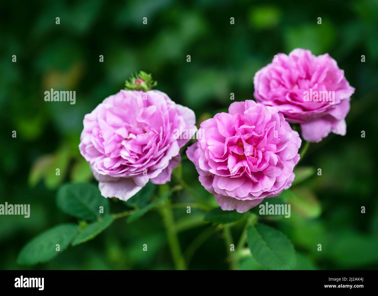 Roses anciennes de la mousse anglaise en été. Fleurs étonnantes aux pétales délicats. Concept de jardinage biologique. Banque D'Images