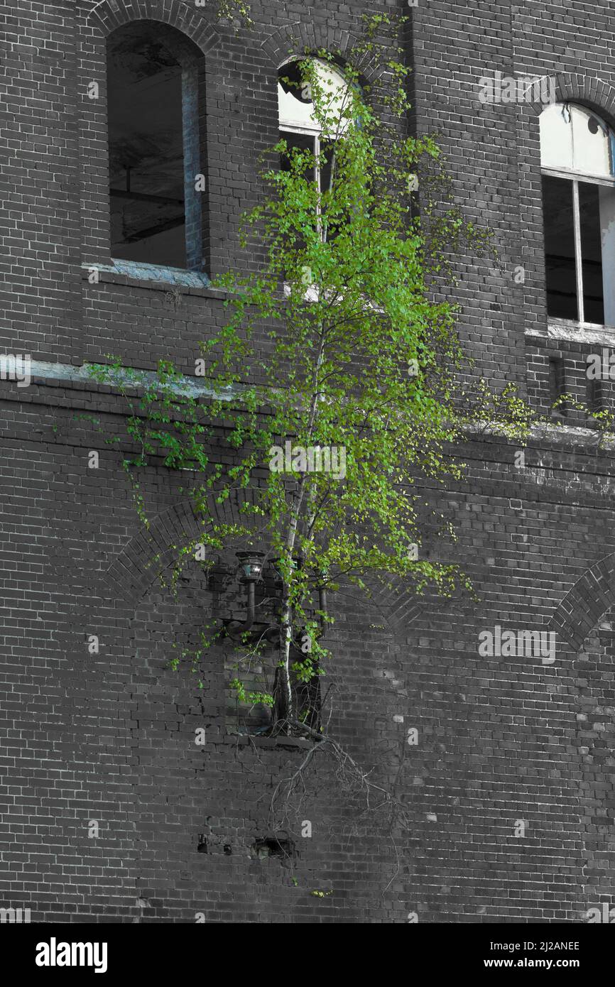 Baum an Hauswand, Die Natur holt zurück Banque D'Images