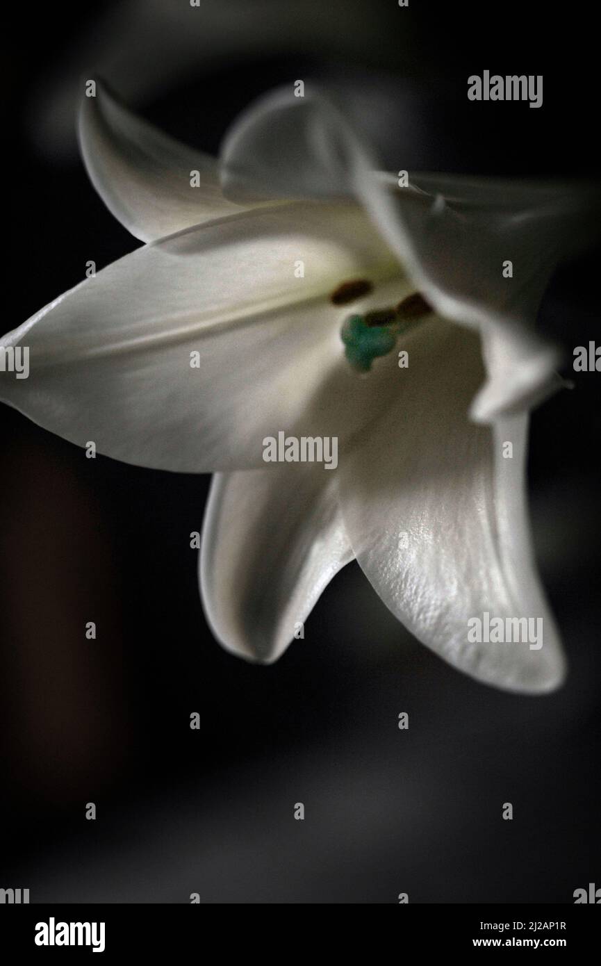 tête de fleur de lily Banque D'Images