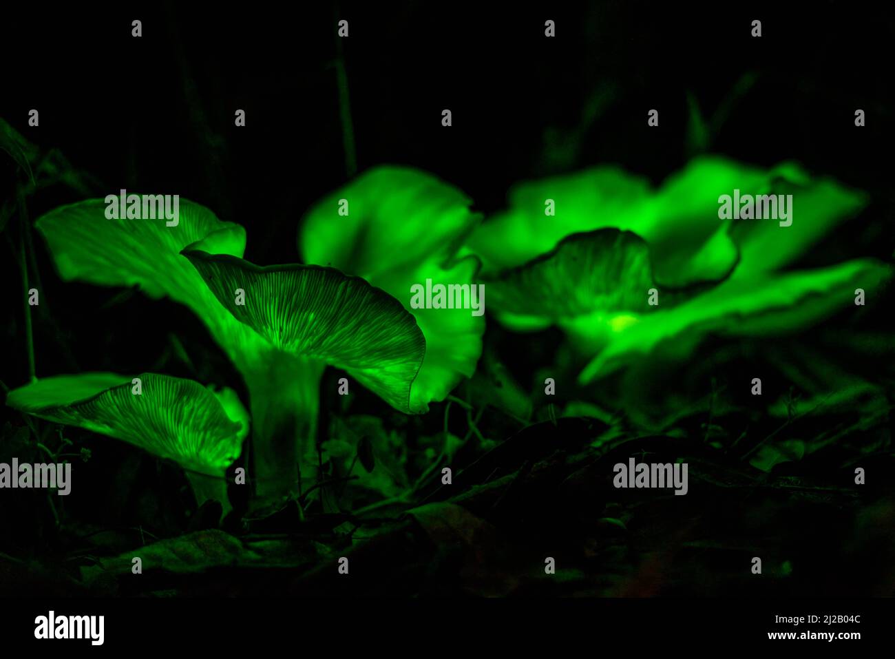 Le champignon fantôme (Omphalotus nidiformis) est un champignon bioluminescent qui émet une lueur verte douce la nuit. Banque D'Images