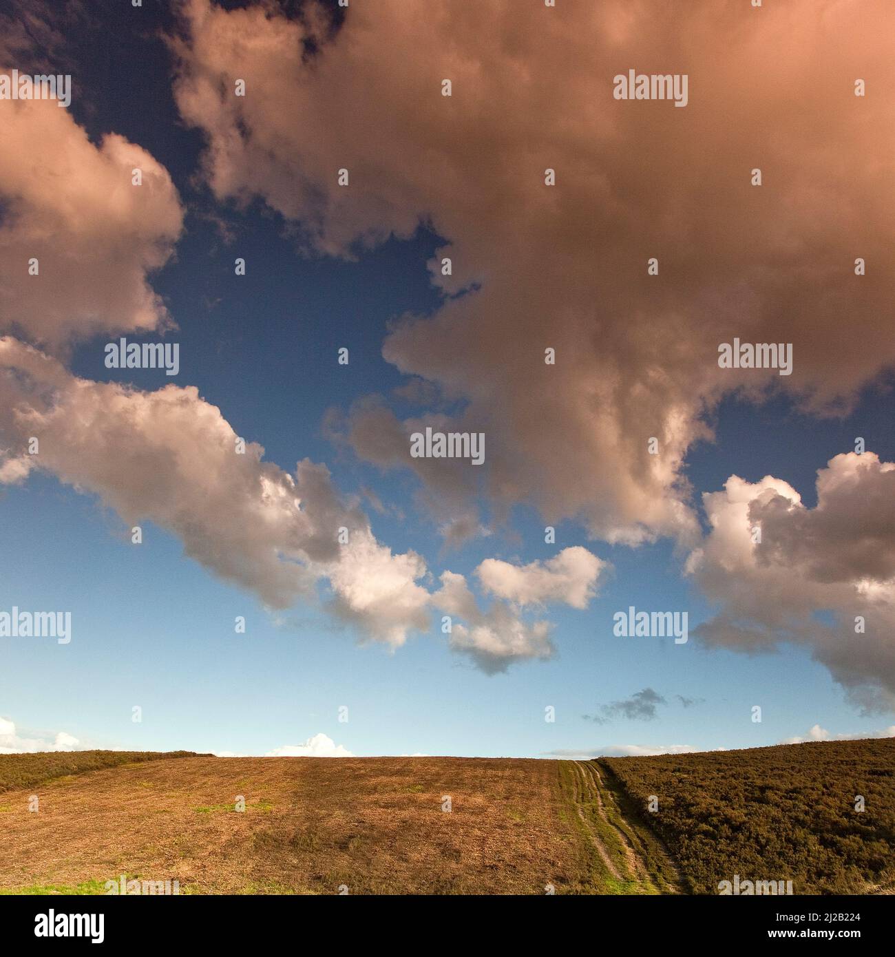 Grandes volutes nuages sur la lande de Cannock Chase Région d'une beauté naturelle à la fin de l'été Staffordshire Banque D'Images