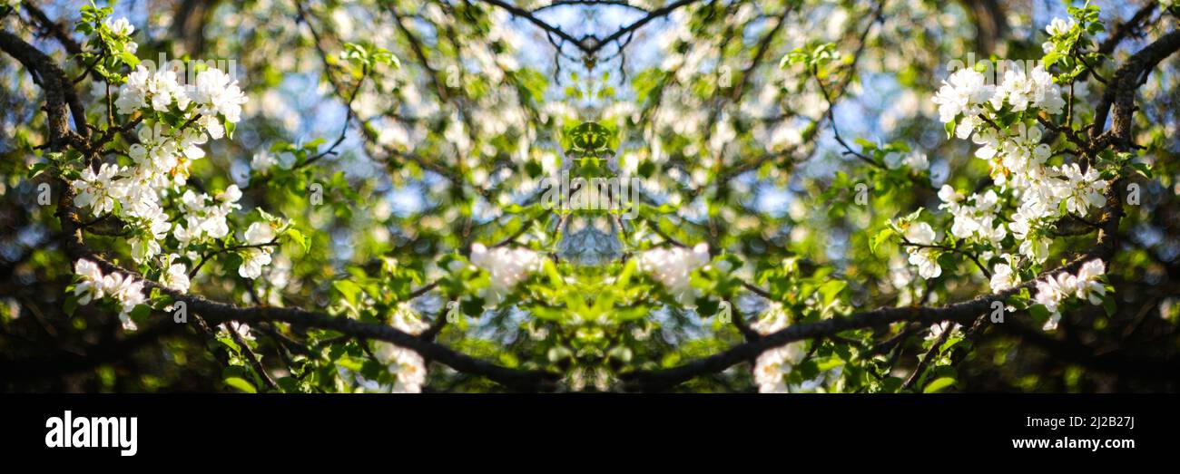 Recentrer de belles fleurs sur une branche d'un pommier sur l'arrière-plan d'un jardin flou et d'un ciel bleu.Abstract fond naturel. Bannière et Banque D'Images