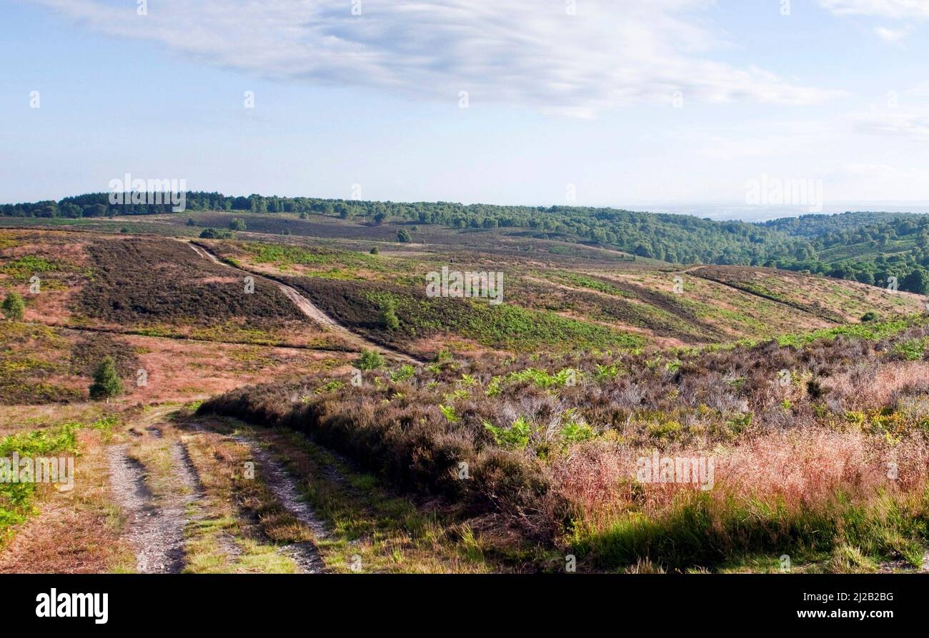 Des pistes à travers la lande sous le ciel d'été sur Cannock Chase Country Park AONB (région d'une beauté naturelle exceptionnelle) en juillet Staffordshire Englan Banque D'Images