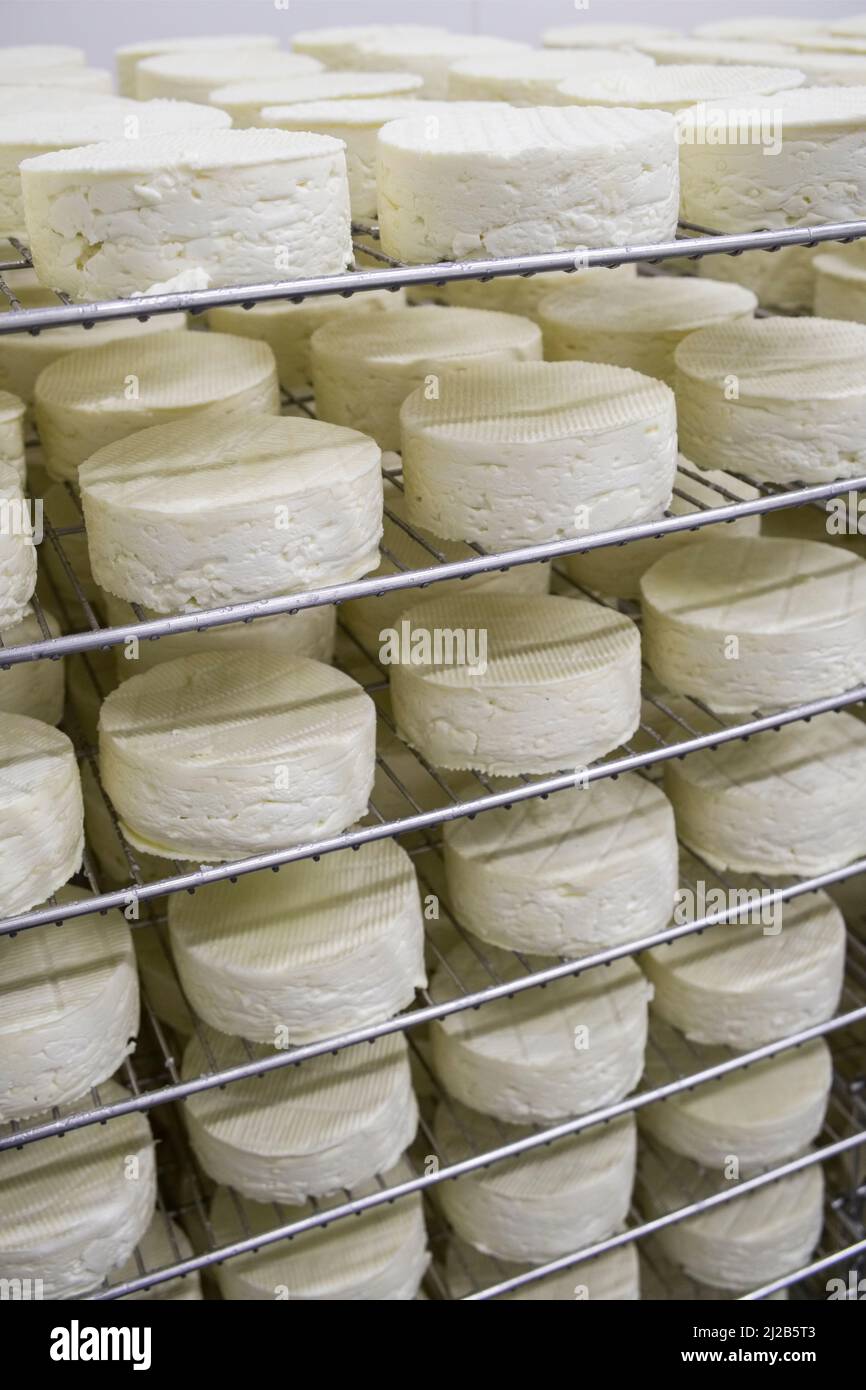 Fromagerie de la ferme ÒFerme des 5 FreresÓ à terres-de-Caux (nord de la France). Camembert les 5 freres fait de lait non pasteurisé. Drain à fromage Banque D'Images