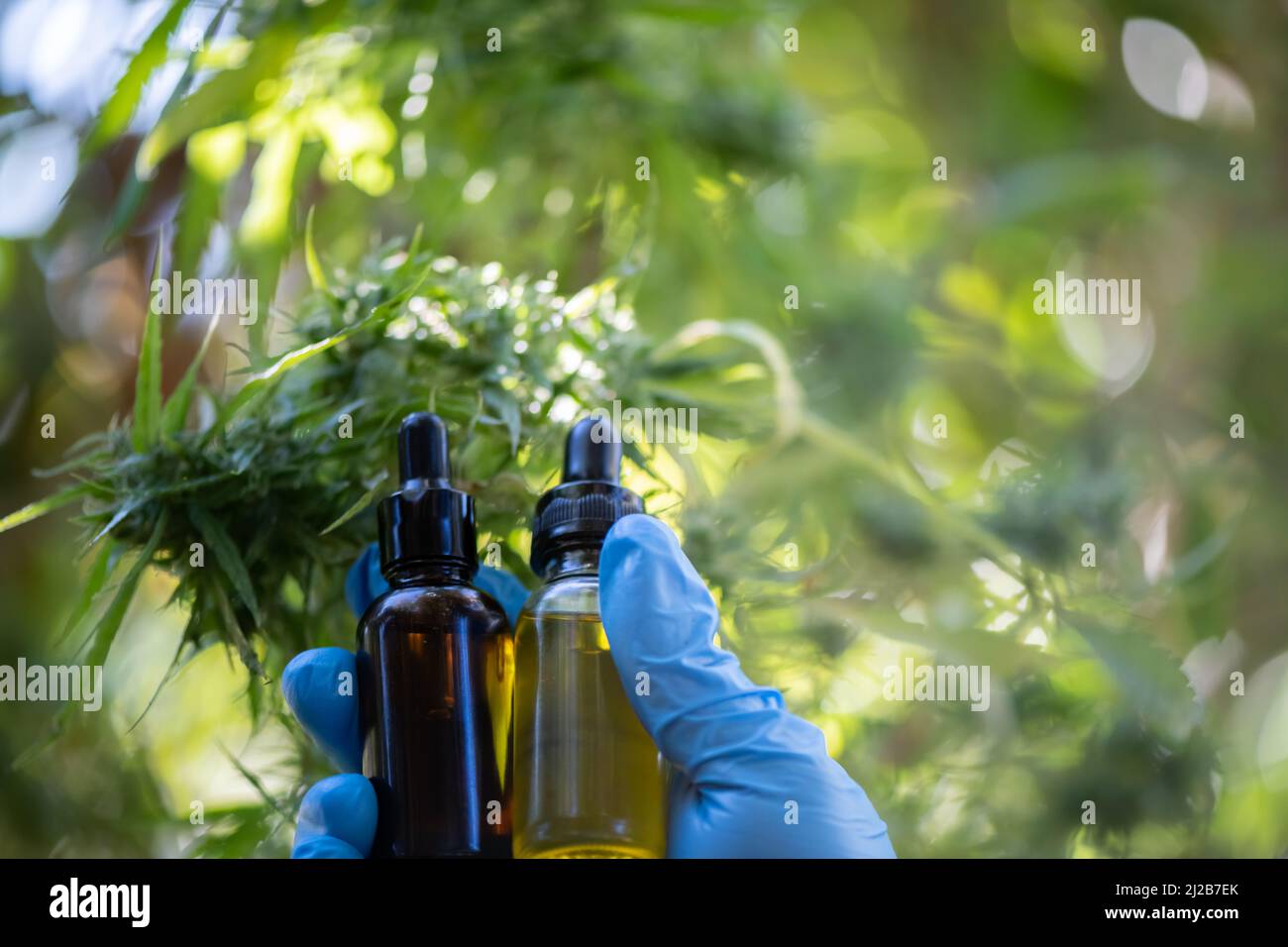 Cannabis huile de CBD produits de chanvre huile de cannabis, huile de CBD extrait de cannabis, concept médical de cannabis. Banque D'Images