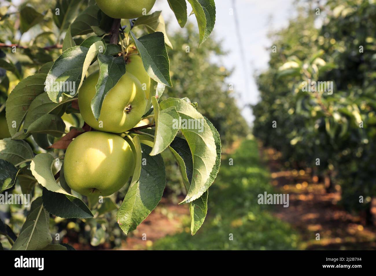 Verger de pomme : culture de pommes de dessert, pommes sur un pommier avant récolte Banque D'Images