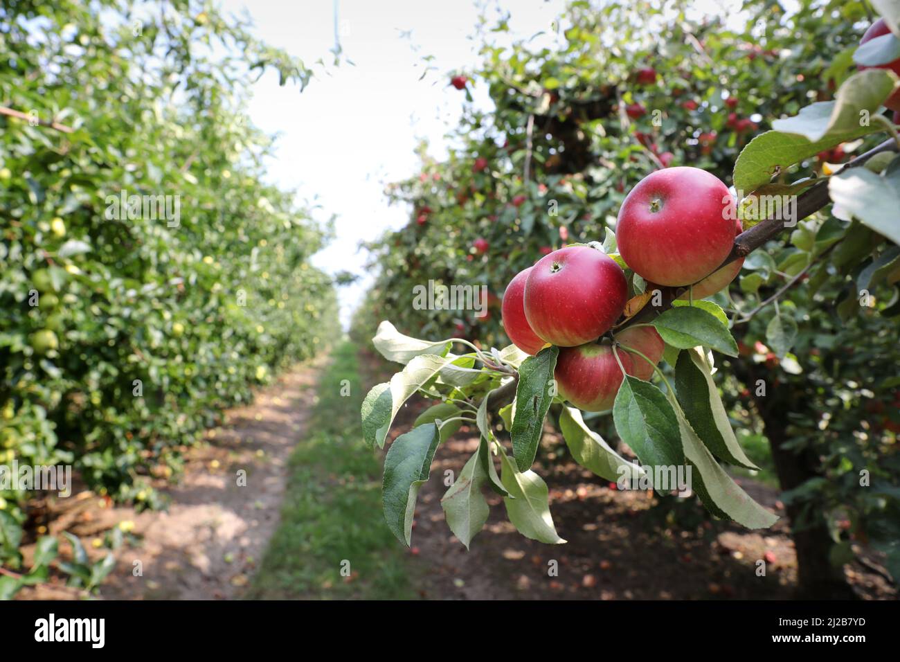 Verger de pomme : culture de pommes dessert, pomme rouge sur un pommier avant récolte Banque D'Images