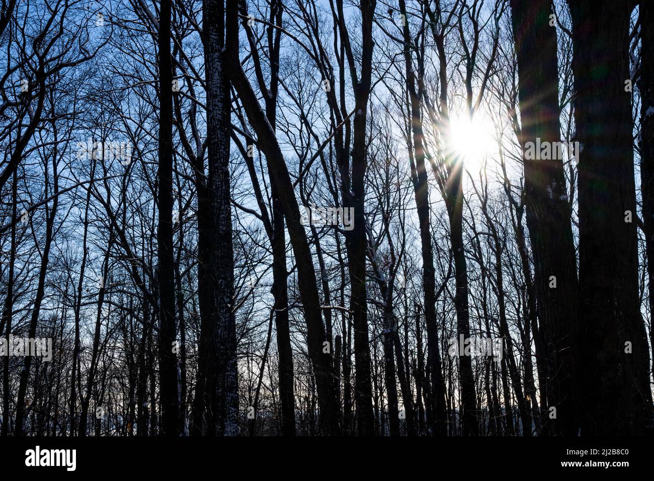 Coucher de soleil dans un parc forestier pendant une randonnée hivernale. Banque D'Images