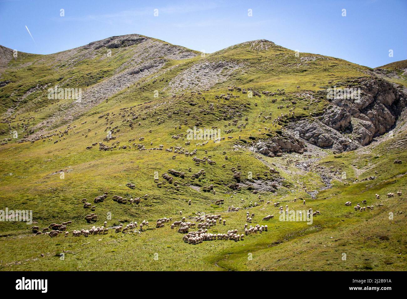 Queyras (sud-est de la France) : troupeau de moutons pendant la période estivale de pâturage dans les pâturages de montagne Banque D'Images