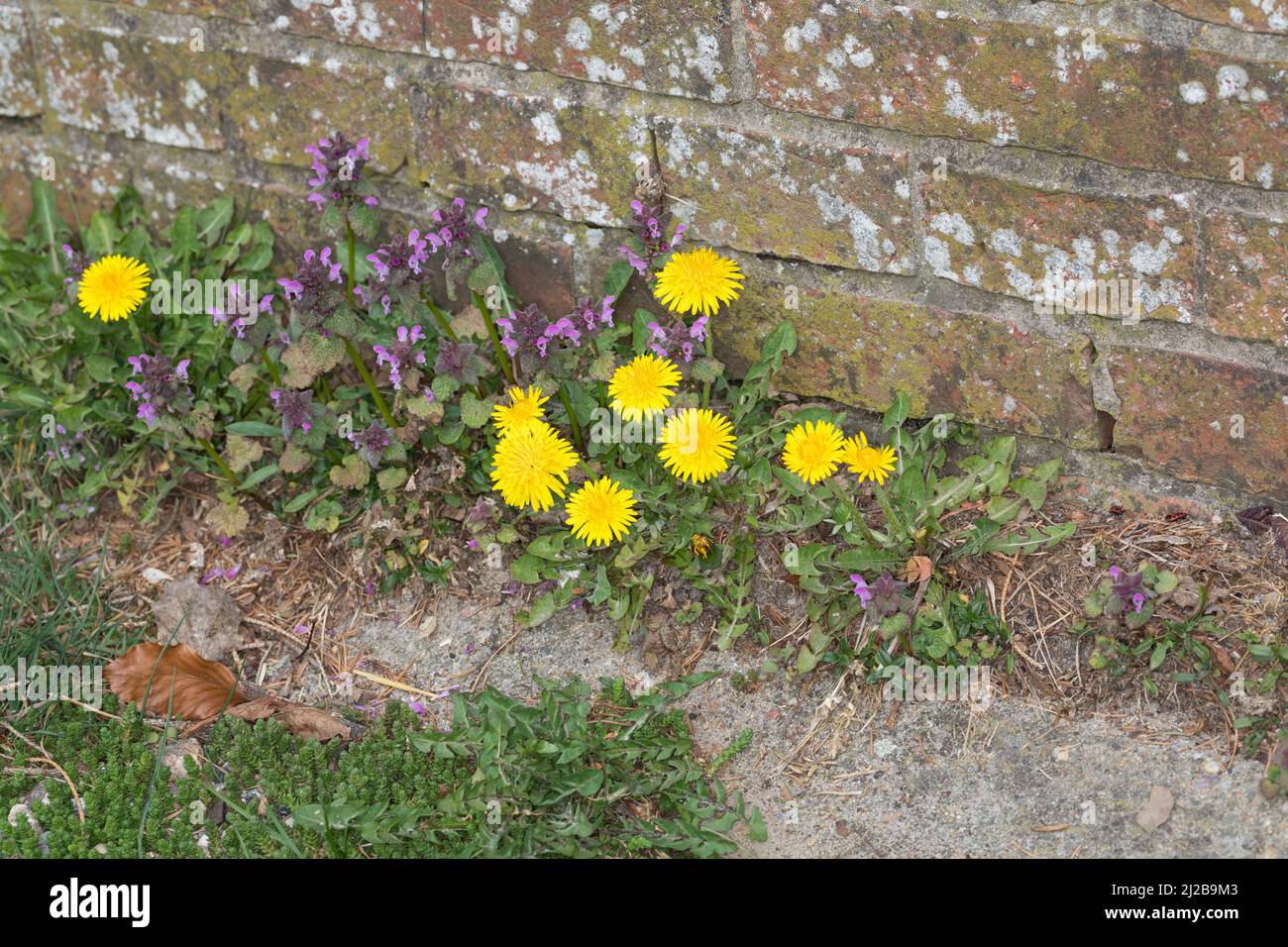 Löwenzahn und Rote Taubnessel in den Fugen einer Mauer, Wiesen-Löwenzahn, Wiesenlöwenzahn, Gemeiner Löwenzahn, Gewöhnlicher Löwenzahn, Kuhblume, Tarax Banque D'Images
