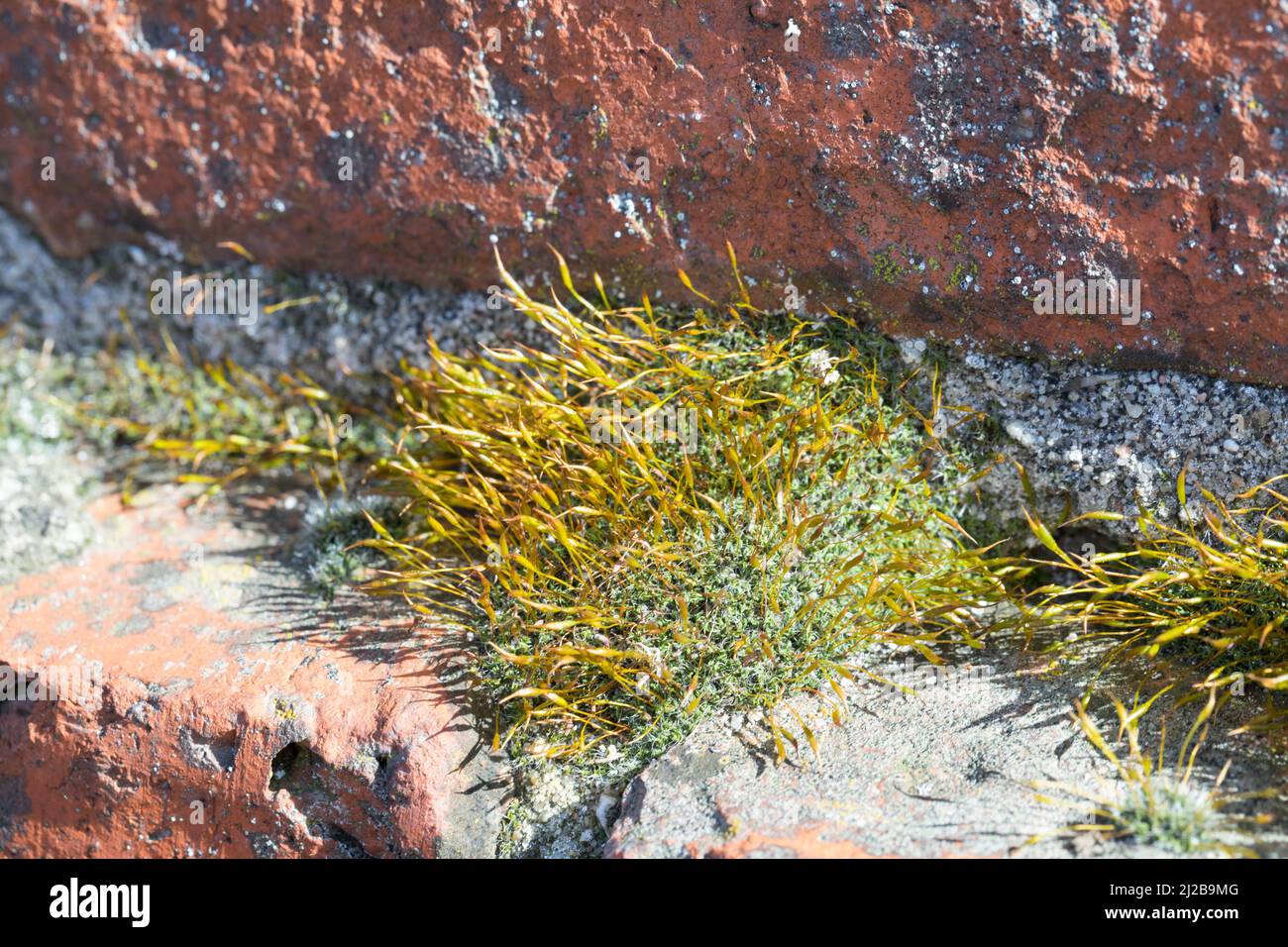 Mauer-Drehzahnmoos, in den Fugen einer Mauer, Ziegelsteinmauer, Mauerdrehzahnmoos, Drehzahnmoos, Mauer-Drehzahn, Tortula muralis, Tortula Moss, mur s Banque D'Images