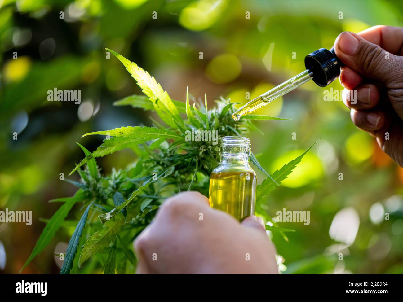 Les médecins détiennent une bouteille d'huile de chanvre, des produits de marijuana à usage médical, y compris des feuilles de chanvre, du cbd et des capsules d'huile de chanvre CBD. Banque D'Images