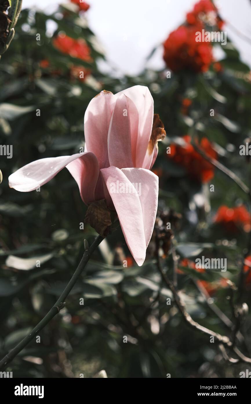 fleur de magnolia rose avec feuilles vertes Banque D'Images