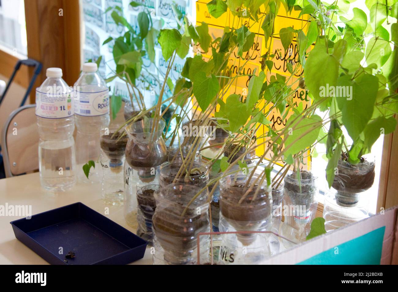 Intérieur d'une salle de classe dans l'école primaire de Saint-Martin-de-Queyrieres (sud-est de la France). Plantes utilisées pour les leçons de biologie Banque D'Images