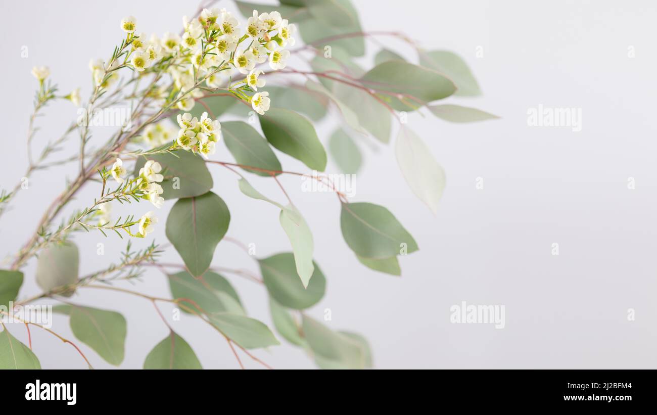 Composition de fleurs printanières avec fessée de feuilles vertes et de fleurs blanches sur fond clair avec espace de copie. Bannière florale de la nature zen. Imag. Souple Banque D'Images