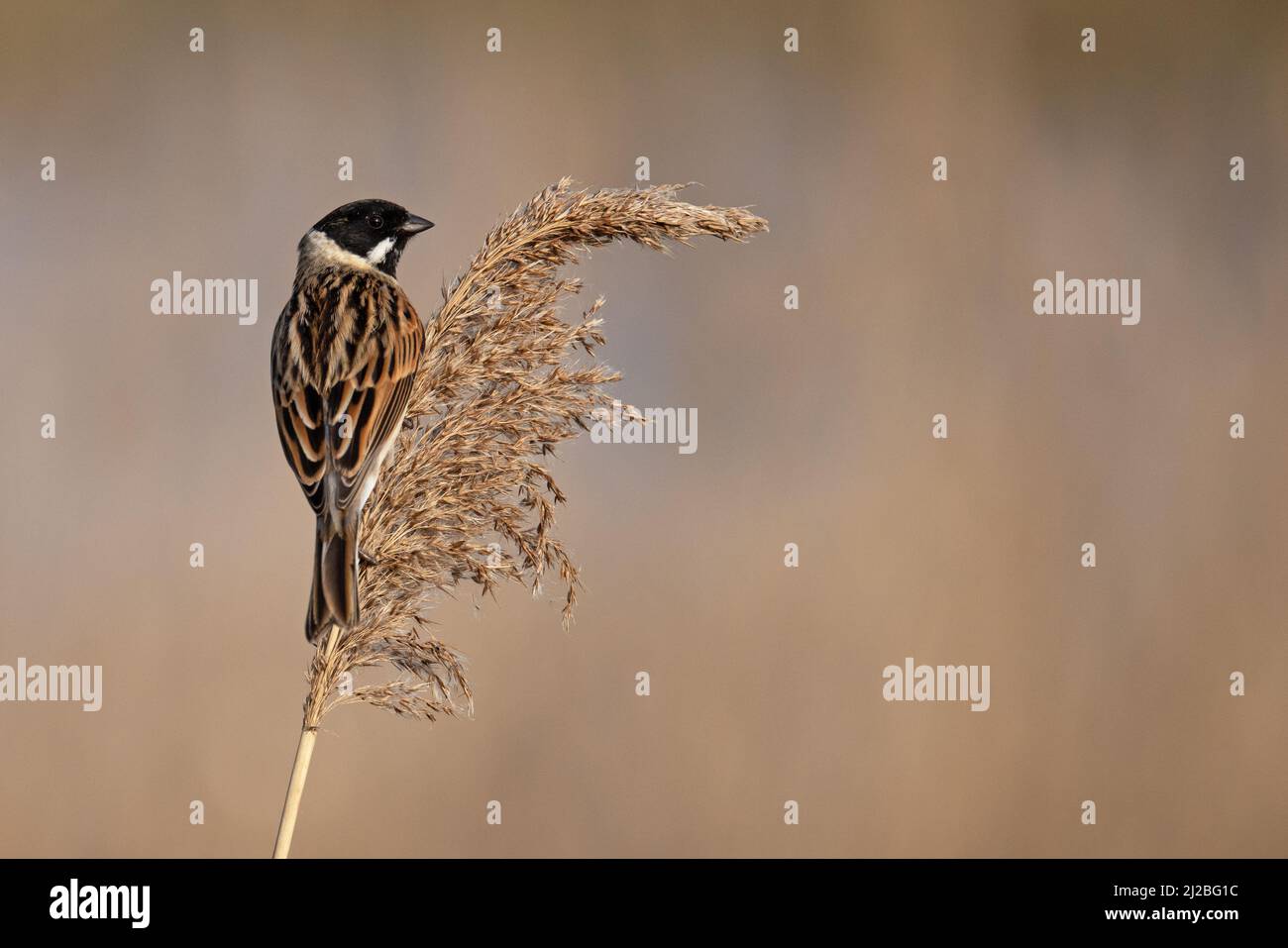 Reed Bunting (Emberiza schoeniclus) alimentation masculine de graines de Reed CLEY Marshes Norfolk GB UK Mars 2022 Banque D'Images