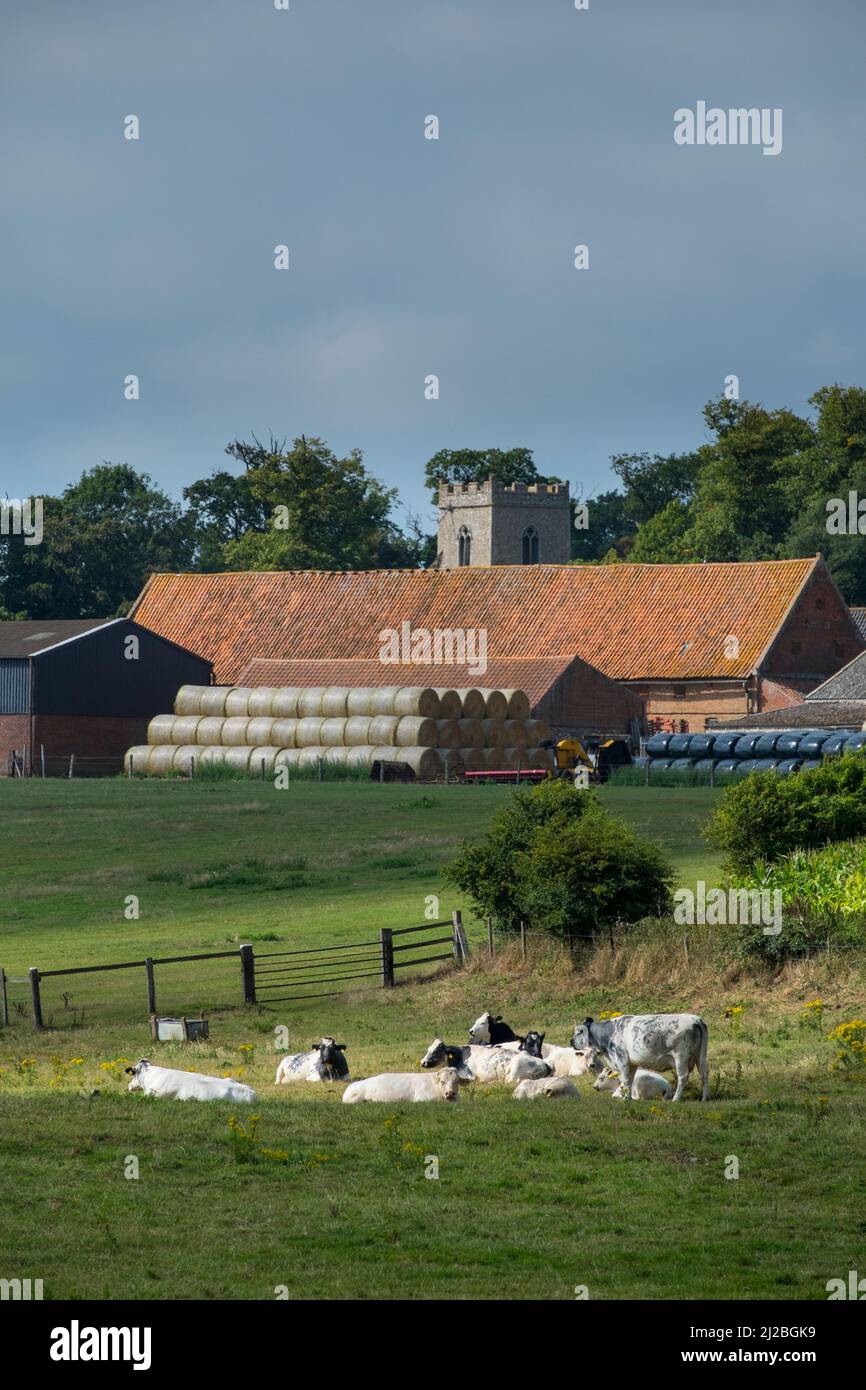 Le pâturage du bétail sur les pâturages avec des bâtiments de ferme, des balles de foin et d'ensilage préfané, Village et clocher de l'église Banque D'Images