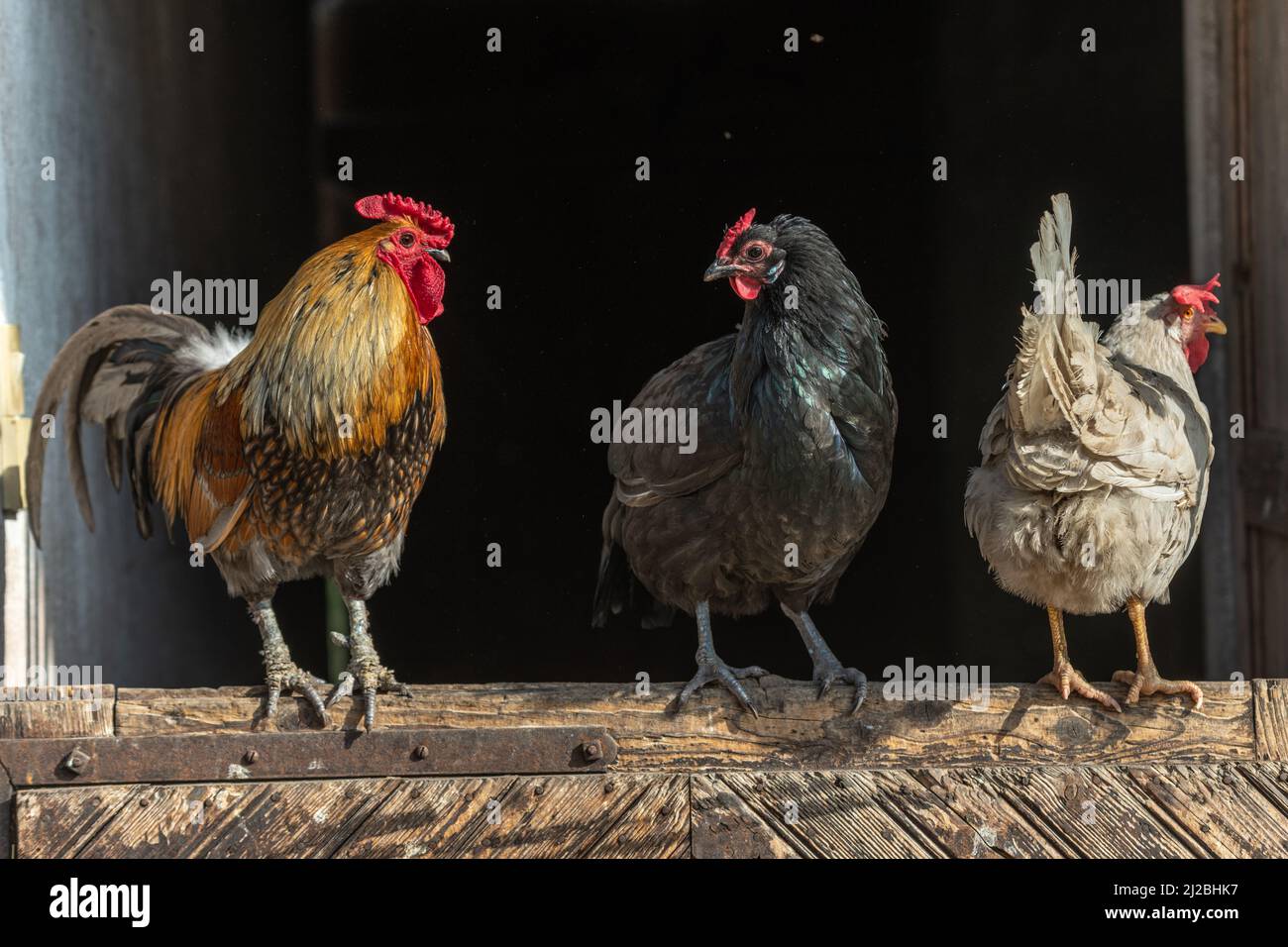 Coq et poules perchées dans une cour de ferme. Ferme éducative AGF , Rhinau , Alsace, france. Banque D'Images