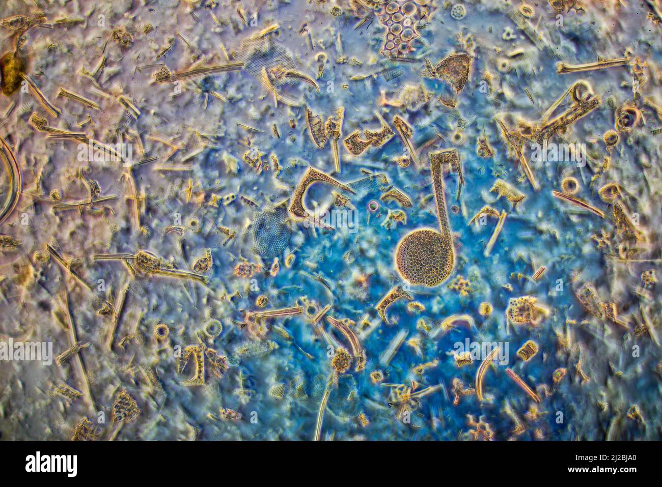 Diatomées fossiles, radiolaria, spicules éponge, Barbade 1800 riche biodiversité Banque D'Images