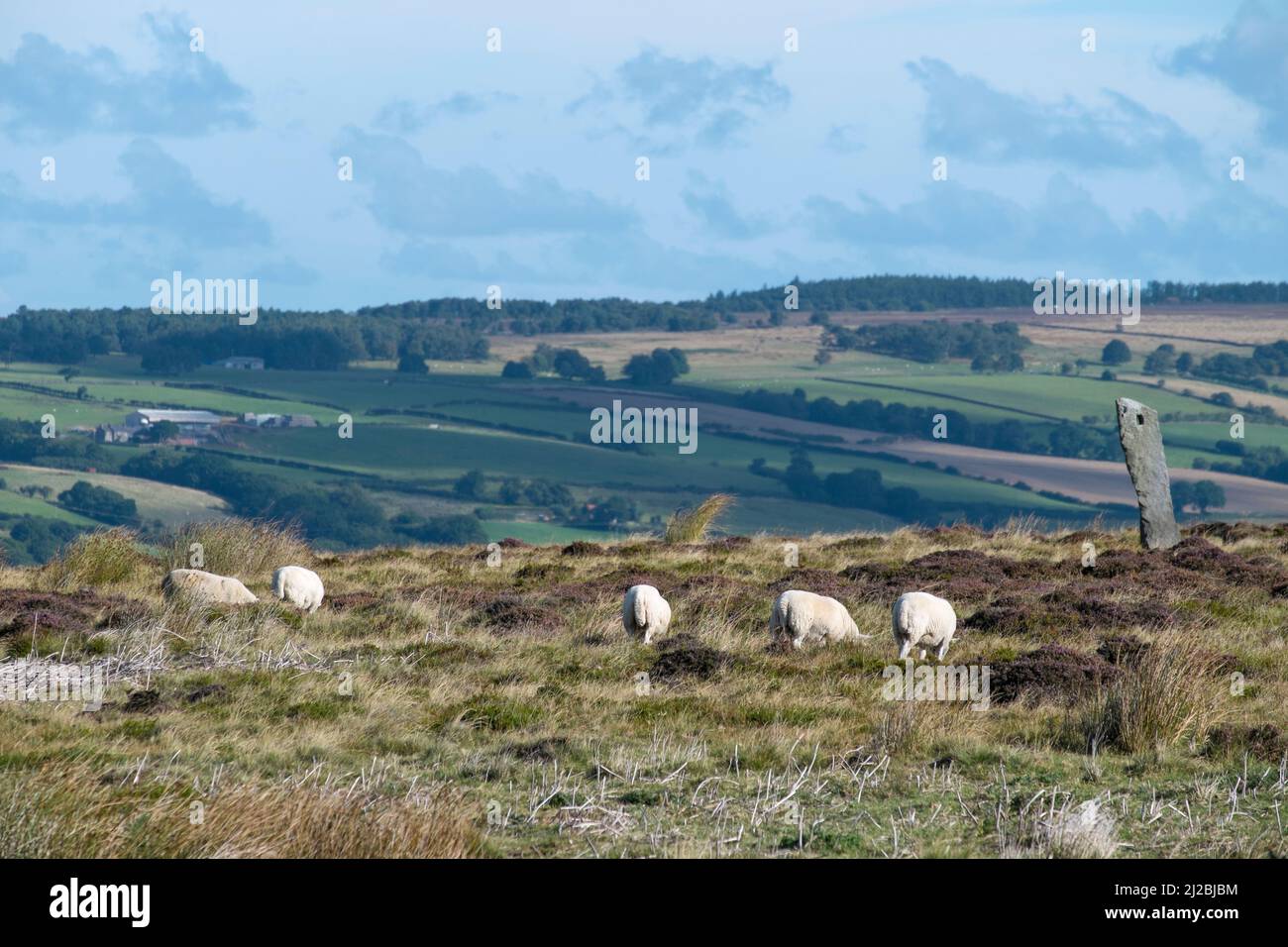 Des moutons paissant sur la haute lande, North York Moors National Park Banque D'Images