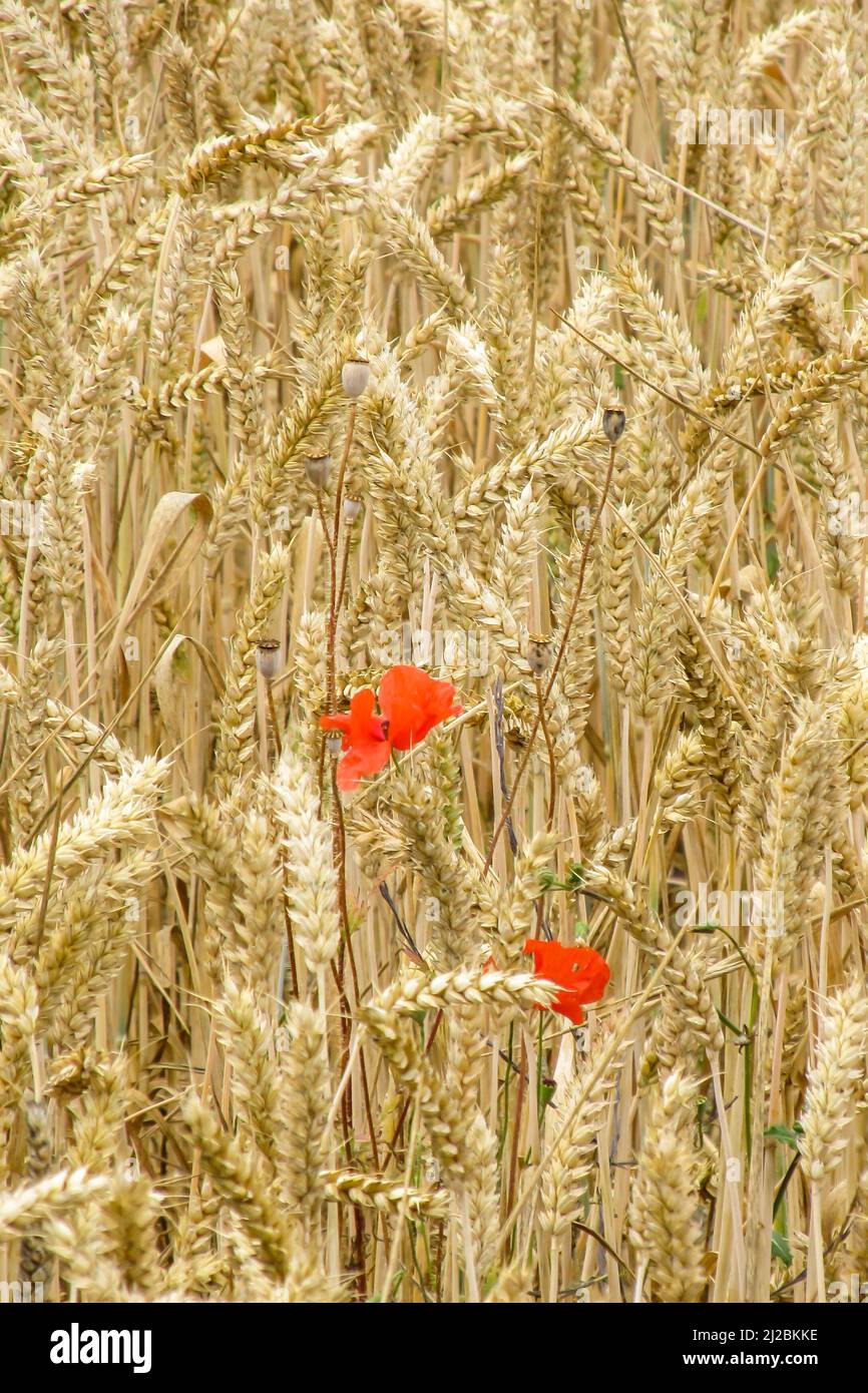 Fleurs de coquelicot de écarlate, rhoeas de Papaver, dans un champ de blé mûr doré, dans un champ des collines Chiltern, dans le sud de l'Angleterre Banque D'Images