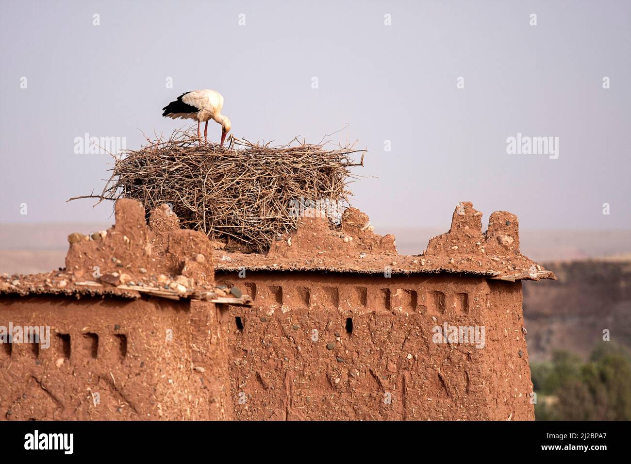 Ornement dans le nid sur le toit d'une maison traditionnelle faite de boue au maroc Banque D'Images