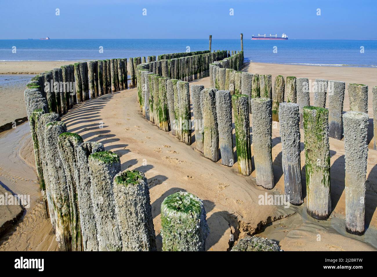 Poteaux en bois de groyne / brise-lames pour éviter l'érosion des plages le long de la côte de la mer du Nord à Nieuwvliet, Zeeland, pays-Bas Banque D'Images