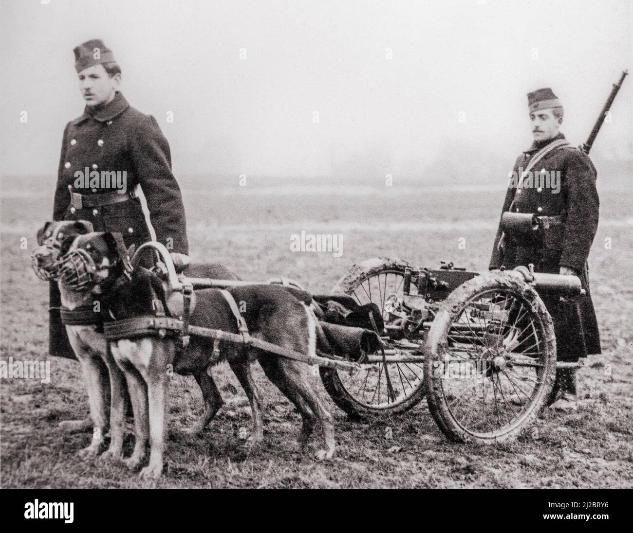 Ancienne photo montrant des carabiniers belges / infanterie légère de la première Guerre mondiale avec le mitrailleur Maxim tiré par des chiens Mastiff belges pendant la première Guerre mondiale en Belgique Banque D'Images