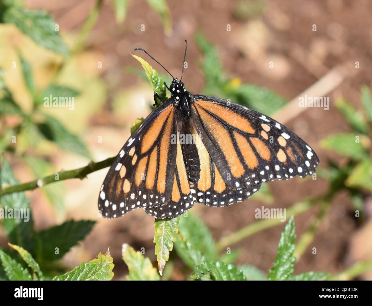 Papillon monarque Danaus plexippus assis sur la plante de lamilkweed Banque D'Images