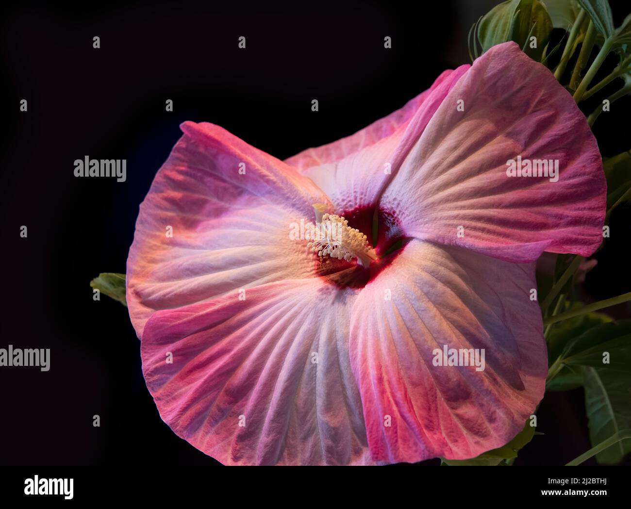 Grande fleur d'hibiscus rose et blanc sur fond sombre. Banque D'Images