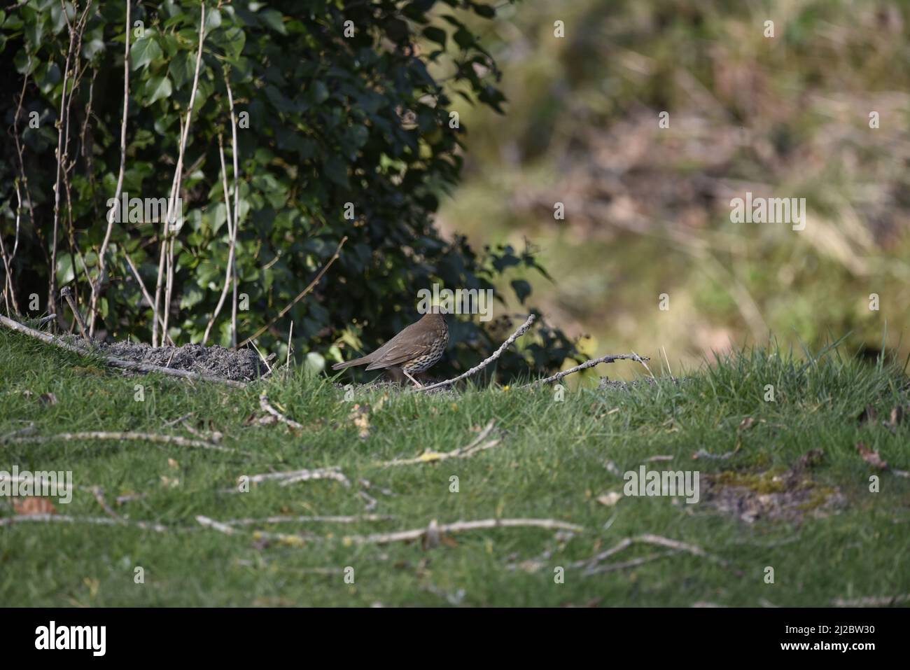 Song Thrush (Turdus philomelos) dans Right-Profile, regardant vers le haut avec Worm à Beak dans un cadre de campagne au pays de Galles, Royaume-Uni en mars Banque D'Images