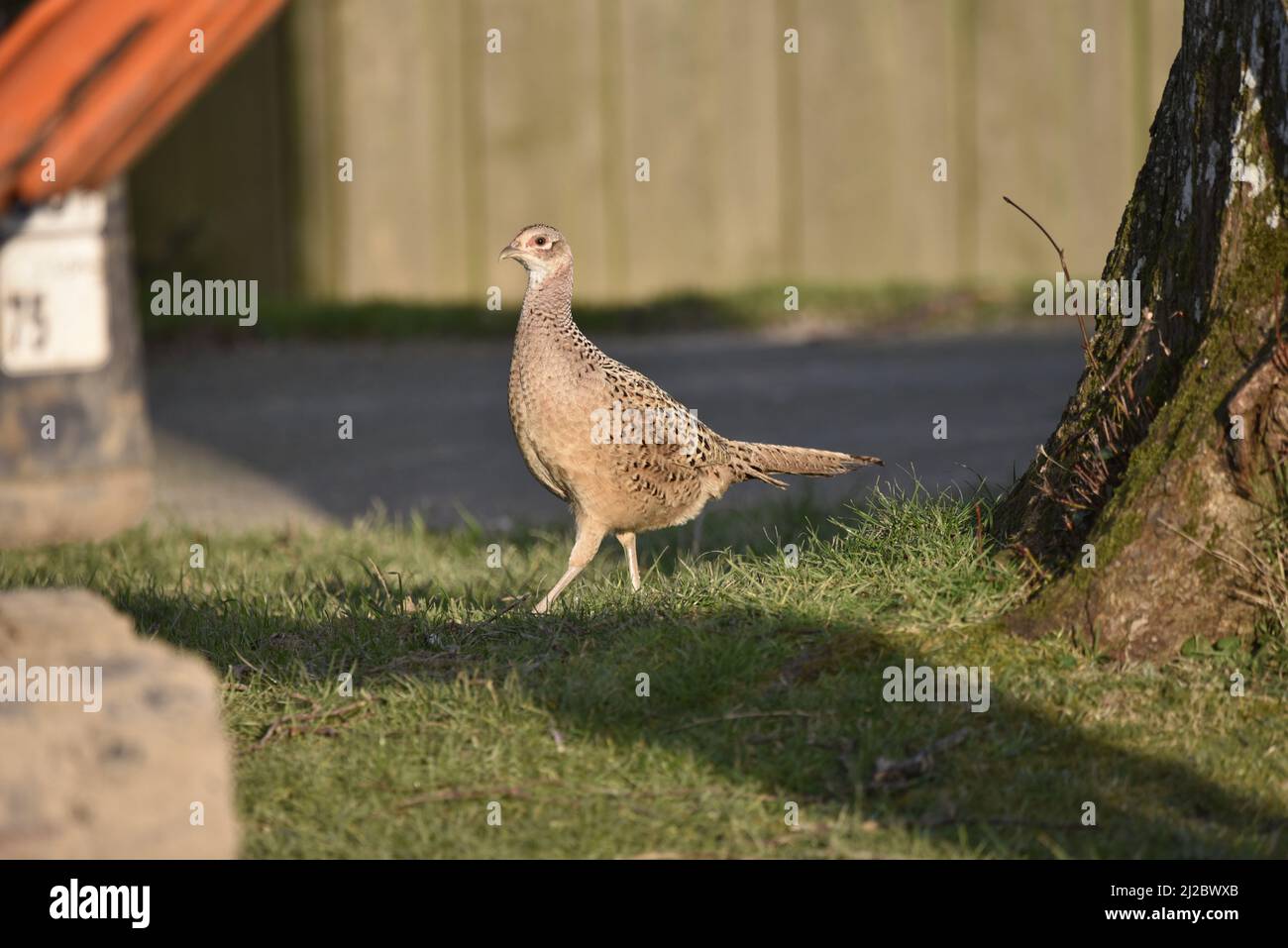 Gros plan image du profil gauche d'un faisan commun femelle (Phasianus colchicus) marchant sur l'herbe lors d'une journée ensoleillée avec le pied gauche relevé vers l'avant au Royaume-Uni Banque D'Images