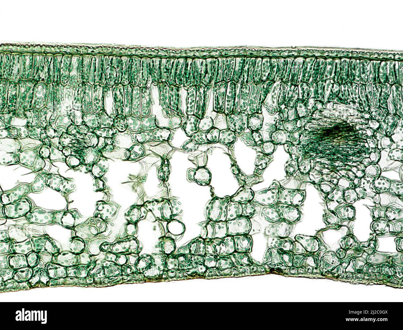 Coupe transversale d'une feuille de Camellia, montrant sa structure interne générale (cuticule, parenchyme palissade, parenchyme spongieux, faisceaux vasculaires). Banque D'Images