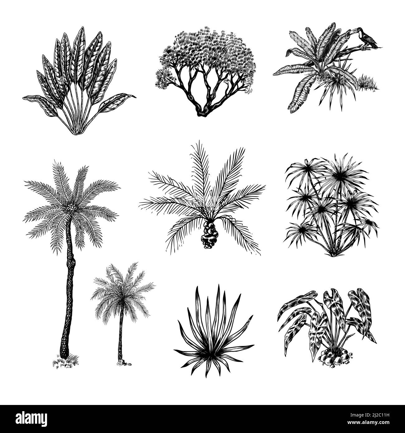 Plantes exotiques. Toucan oiseau. Banane et agave et succulent. Arbres tropicaux. Paysage de l'est. Nature exotique. Linear Jungle. Esquisse dessinée à la main dans Illustration de Vecteur