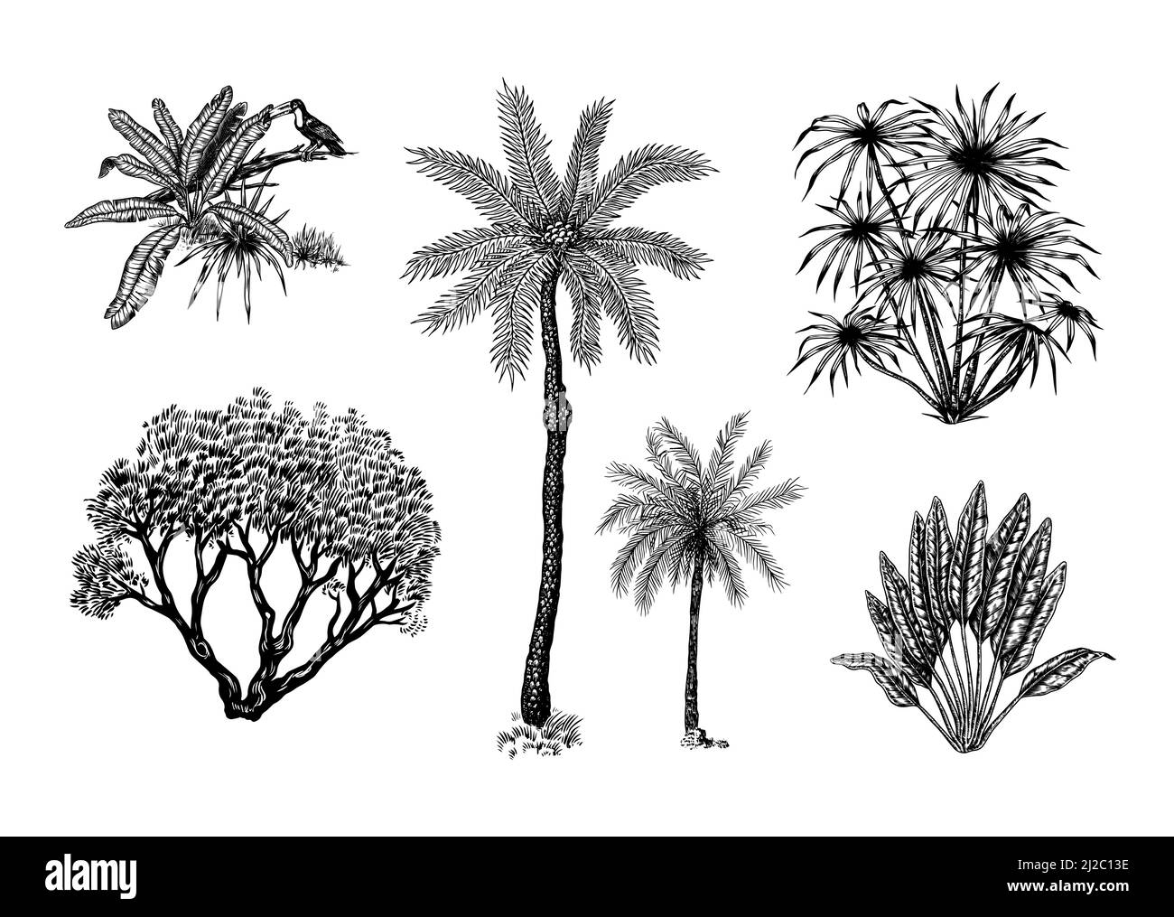 Plantes exotiques. Toucan oiseau. Banane et agave et succulent. Arbres tropicaux. Paysage de l'est. Nature exotique. Linear Jungle. Esquisse dessinée à la main dans Illustration de Vecteur