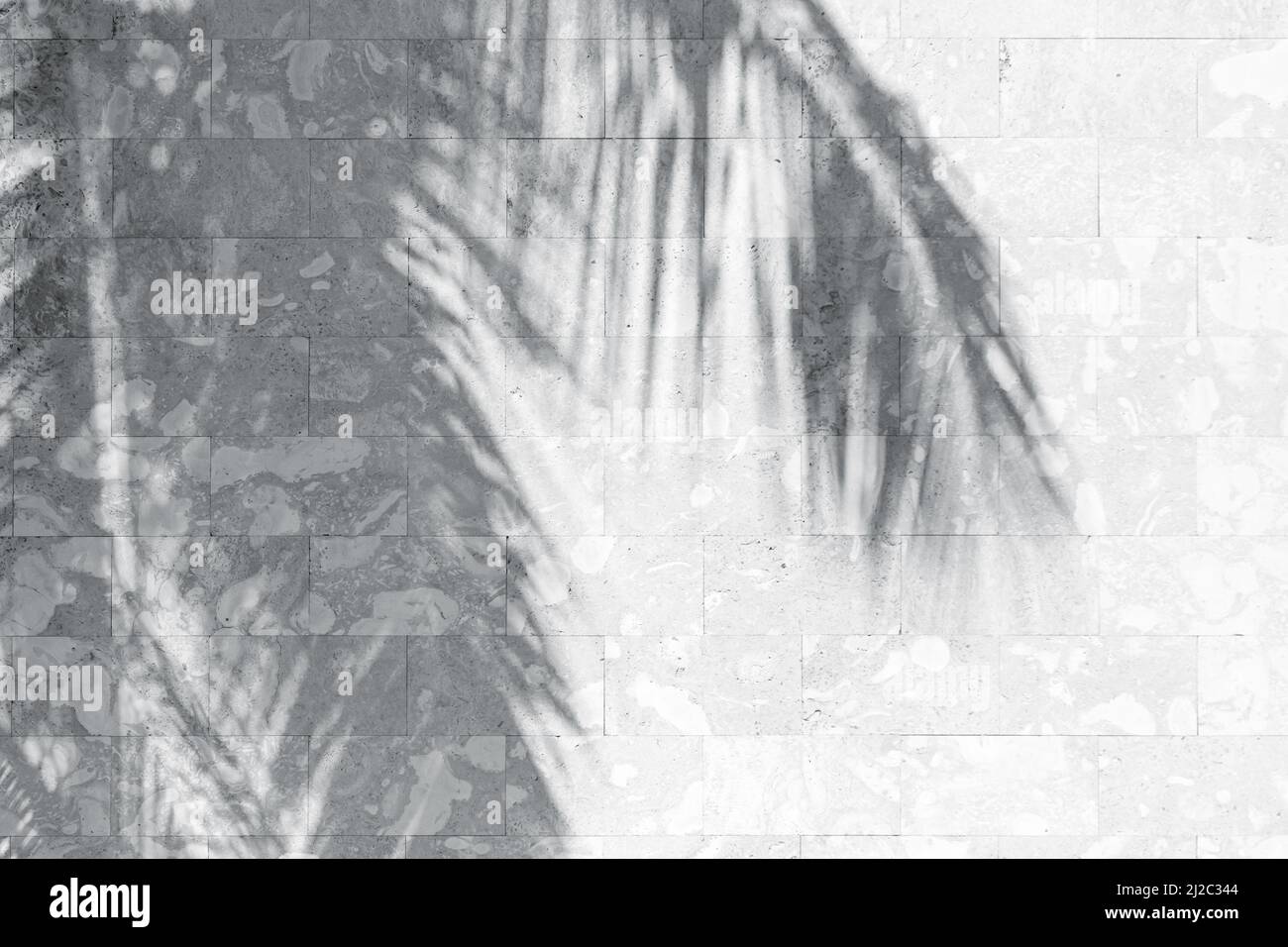 Mur en pierre blanche et ombres des feuilles de palmier, texture abstraite de fond Banque D'Images