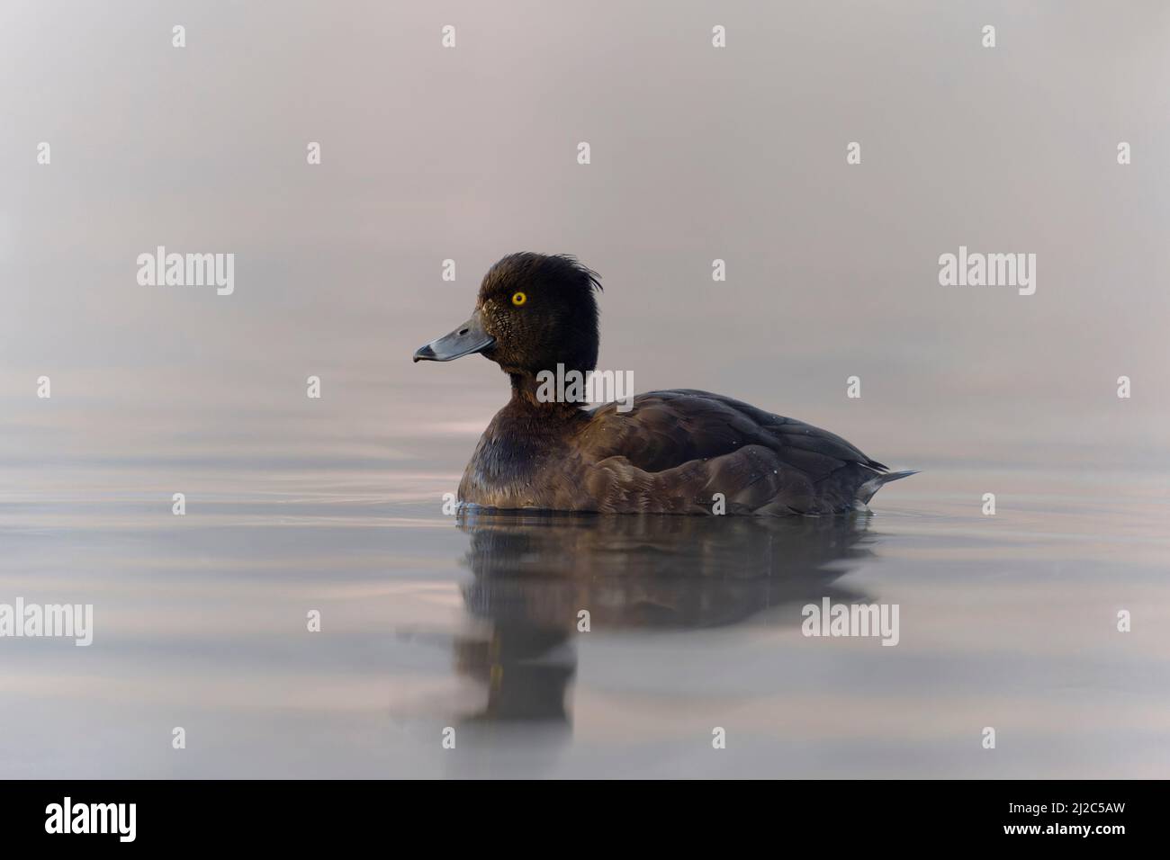 Canard touffeté, Aythya fuligula, femelle célibataire sur l'eau, Northumberland, mars 2022 Banque D'Images