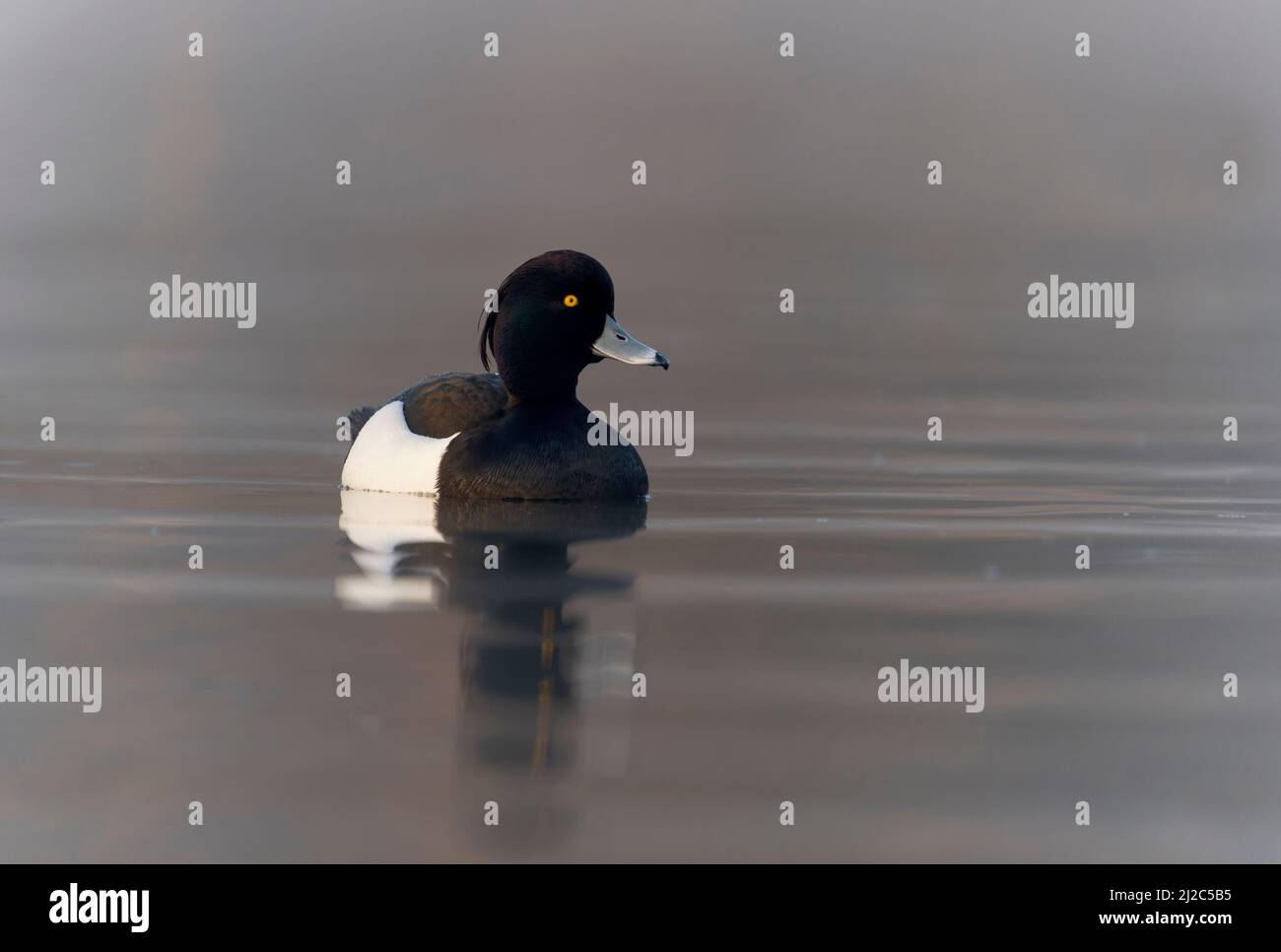 Canard touffeté, Aythya fuligula, mâle unique sur l'eau, Northumberland, mars 2022 Banque D'Images