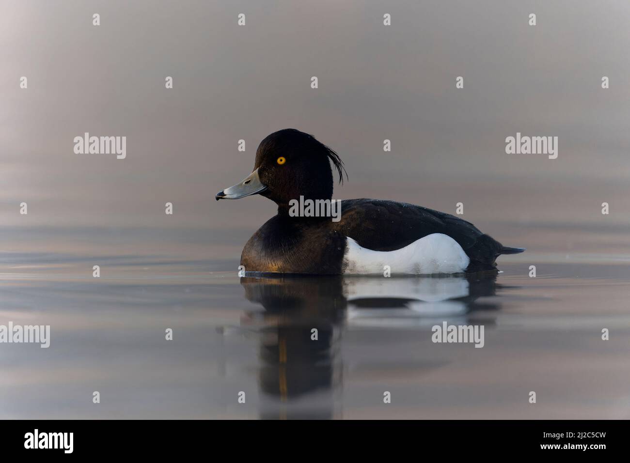 Canard touffeté, Aythya fuligula, mâle unique sur l'eau, Northumberland, mars 2022 Banque D'Images