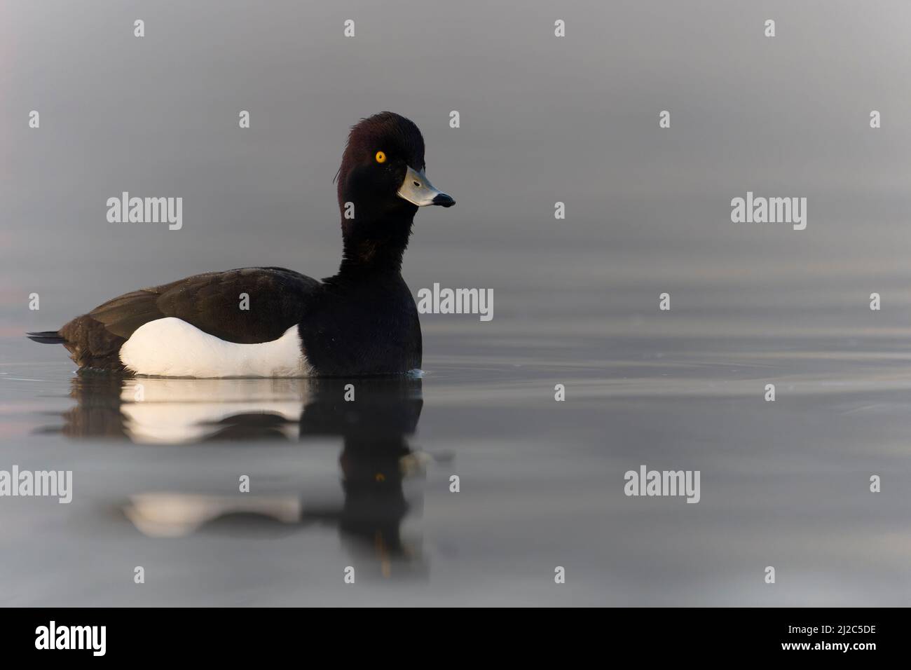 Canard touffeté, Aythya fuligula, mâle unique sur l'eau, Northumberland, mars 2022 Banque D'Images