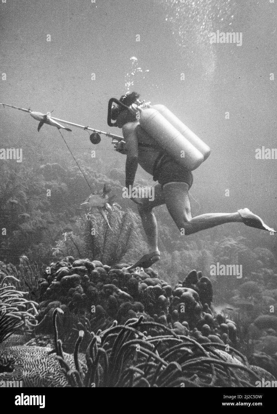 Plongeur avec harpon Banque d'images noir et blanc - Alamy