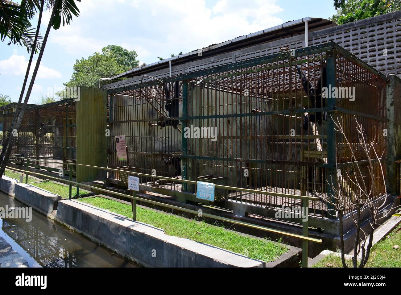 Siamang dans la cage, Symphalange syndactylus, Gembira Loka Zoo, Yogyakarta, Java, Indonésie, Asie Banque D'Images