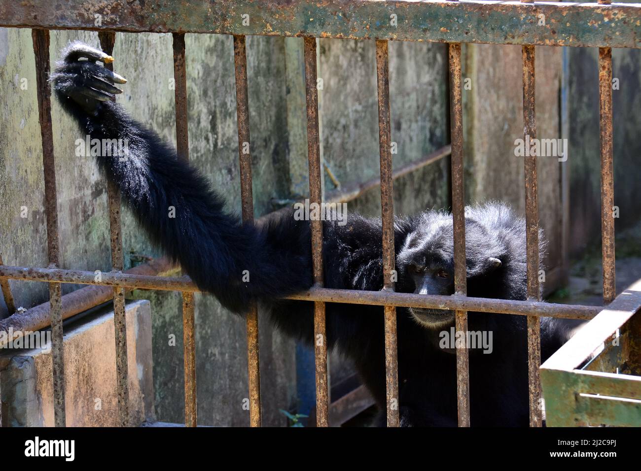 Siamang dans la cage, Symphalange syndactylus, Gembira Loka Zoo, Yogyakarta, Java, Indonésie, Asie Banque D'Images