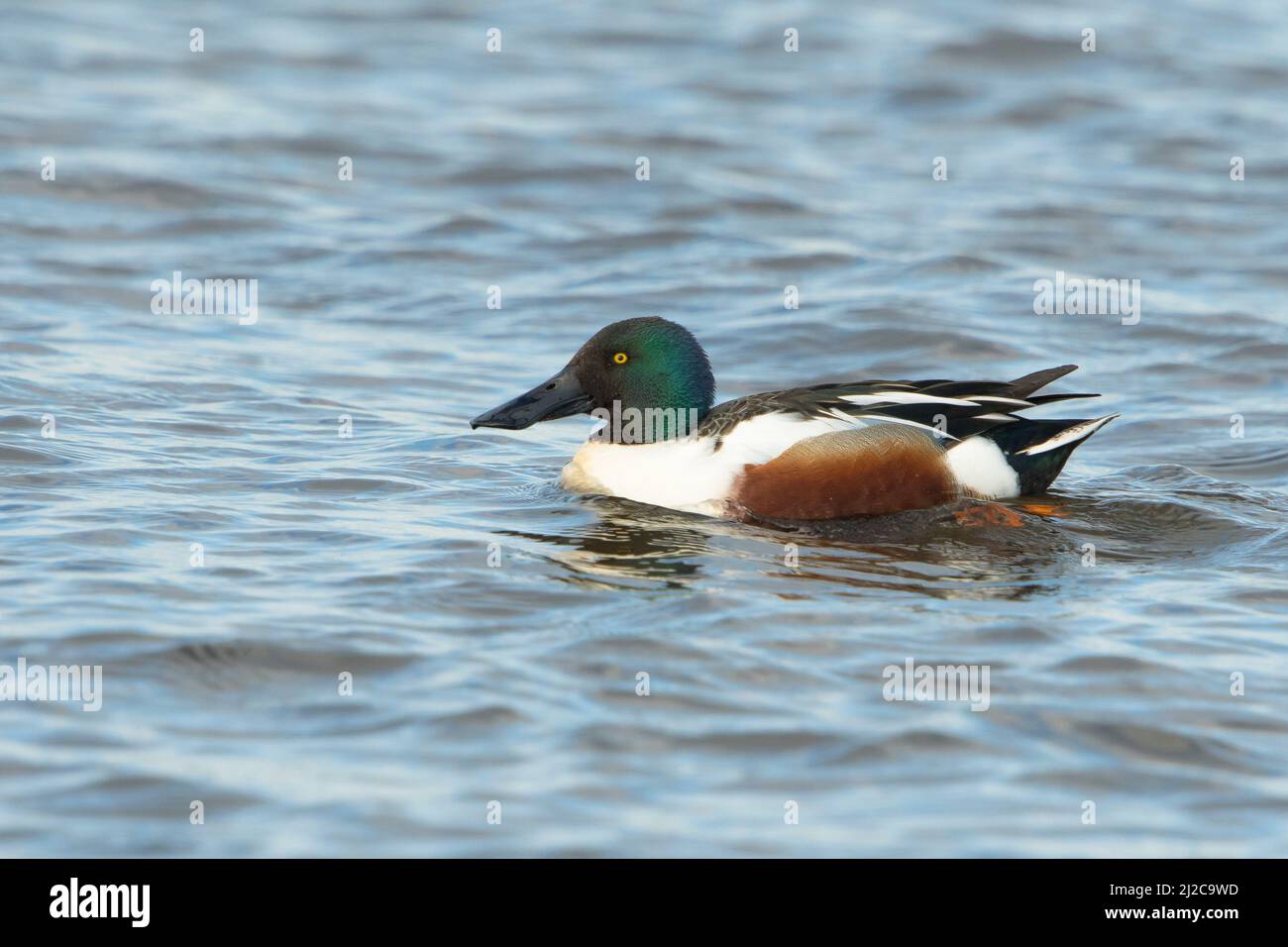 Pelle butte (spatule clypeata) drake nageant dans un lac Banque D'Images