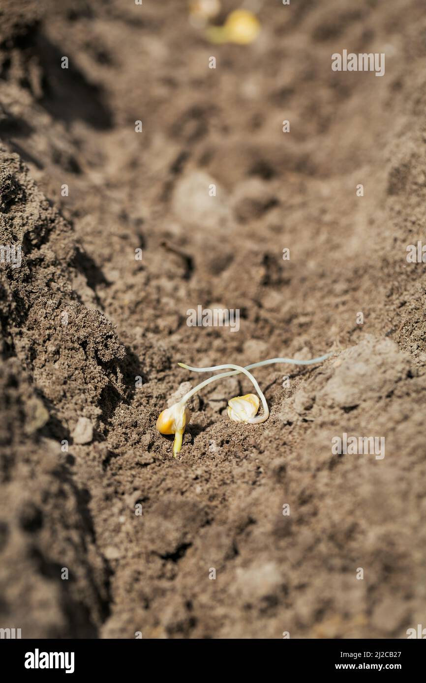 Le jeune semis de maïs se trouve dans le sol Banque D'Images