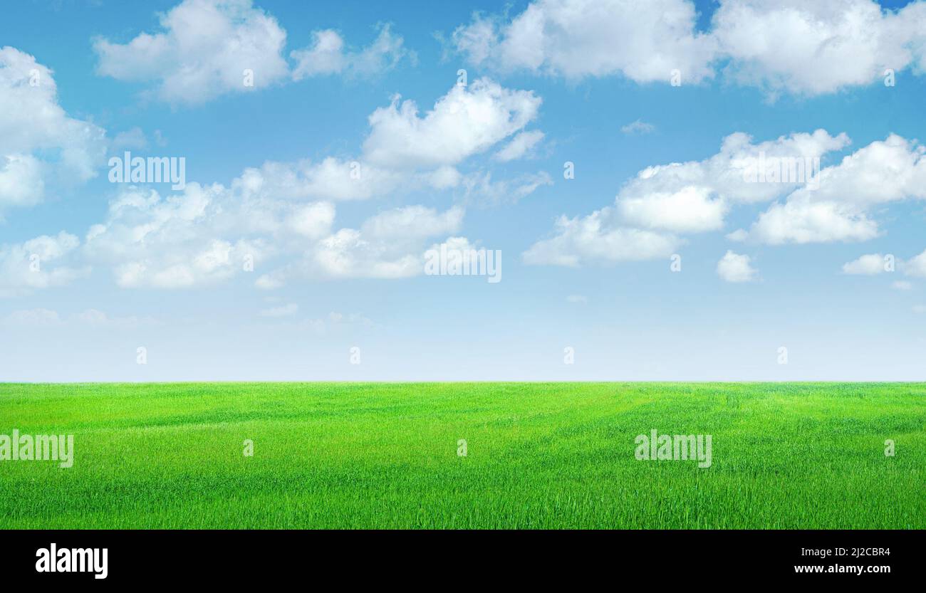 Champ d'herbe verte panorama, ciel bleu avec des nuages Banque D'Images