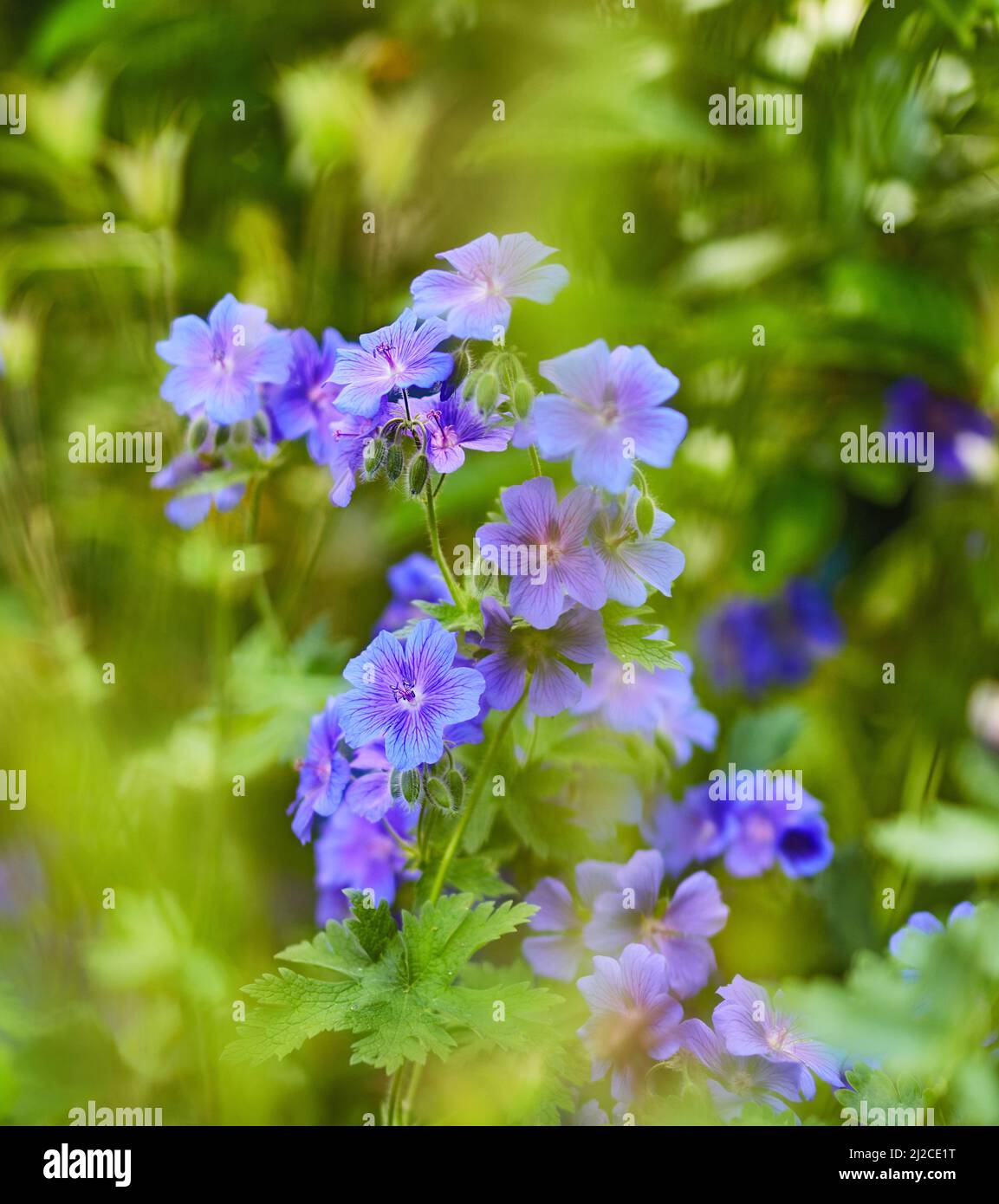 Jardin d'été. Une photo du jardin en été. Banque D'Images