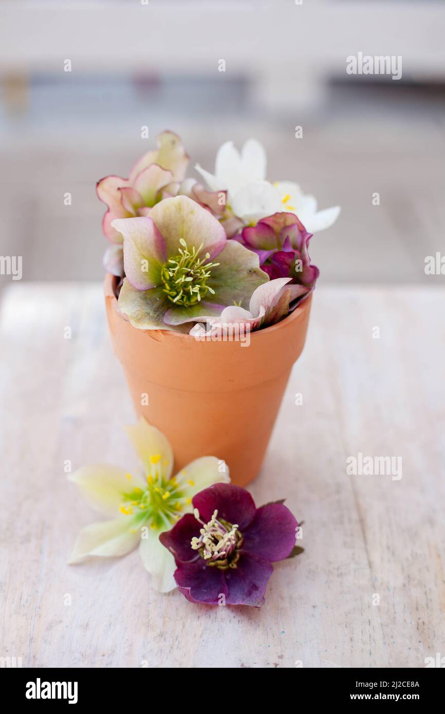 variété colorée de belles fleurs blanches et roses hellebore dans un pot en céramique Banque D'Images