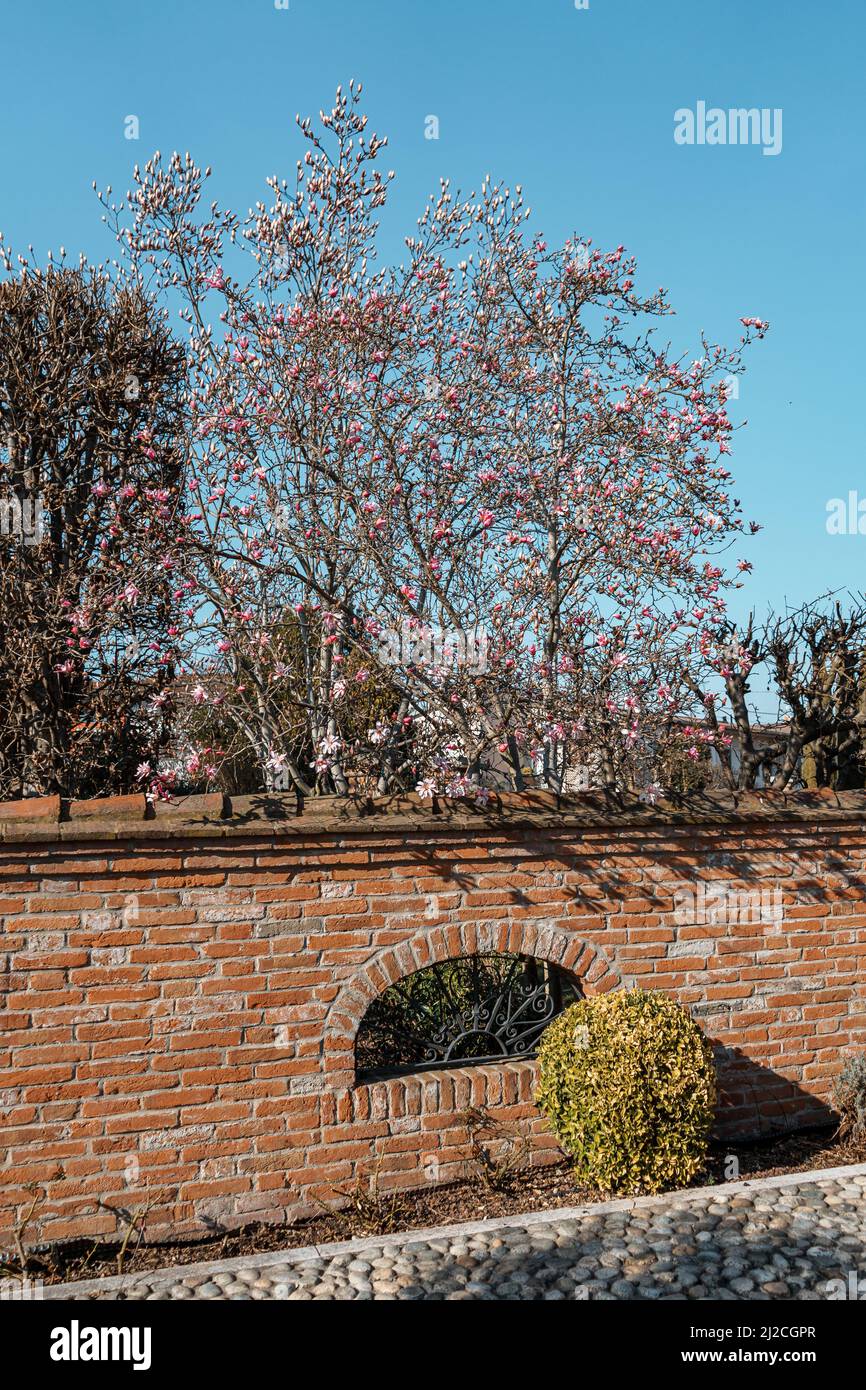 Une belle fleur trois derrière le mur de brique avec des cerisiers en fleurs roses Banque D'Images